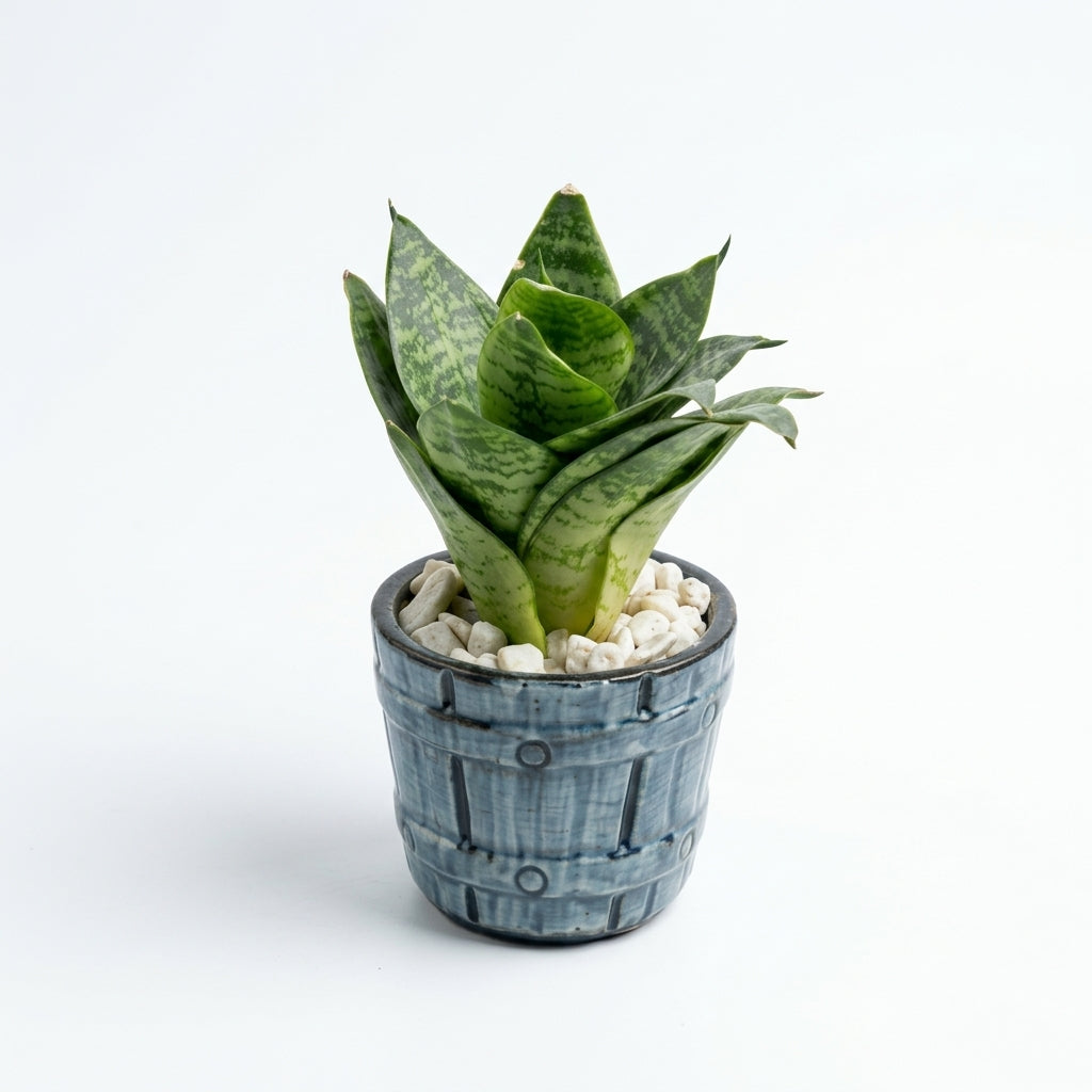 Snake dwarf in Barrel Series Hand crafted Pot