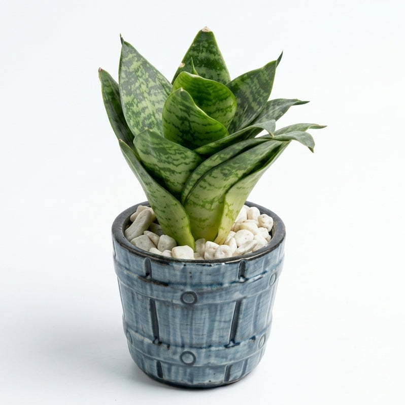 Snake dwarf in Barrel Series Hand crafted Pot