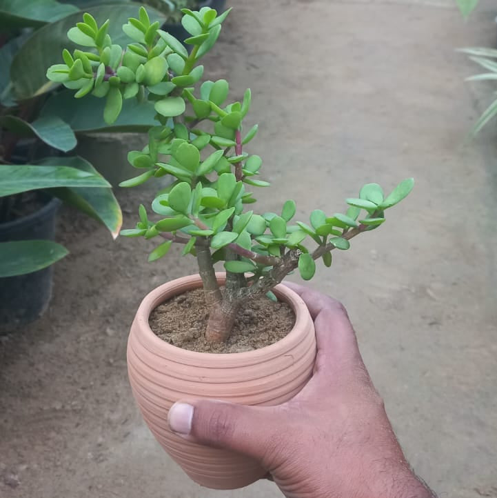 Jade Plant in Hive Terracotta Pot