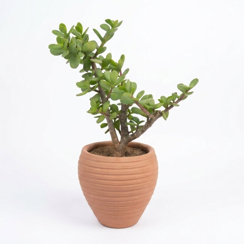 Jade Plant in Hive Terracotta Pot