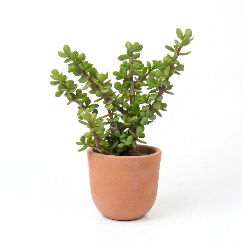 Jade Plant in Classic Terracotta Pot