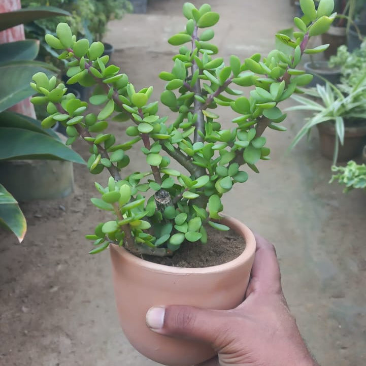 Jade Plant in Classic Terracotta Pot