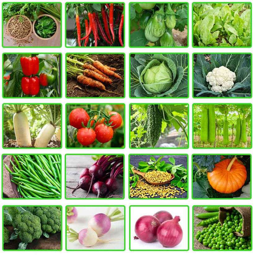 Winter Season F1 Vegetables Seeds Combo Pack