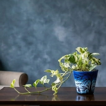 Money Plant N Joy in Moonlit Grove Terra Pot
