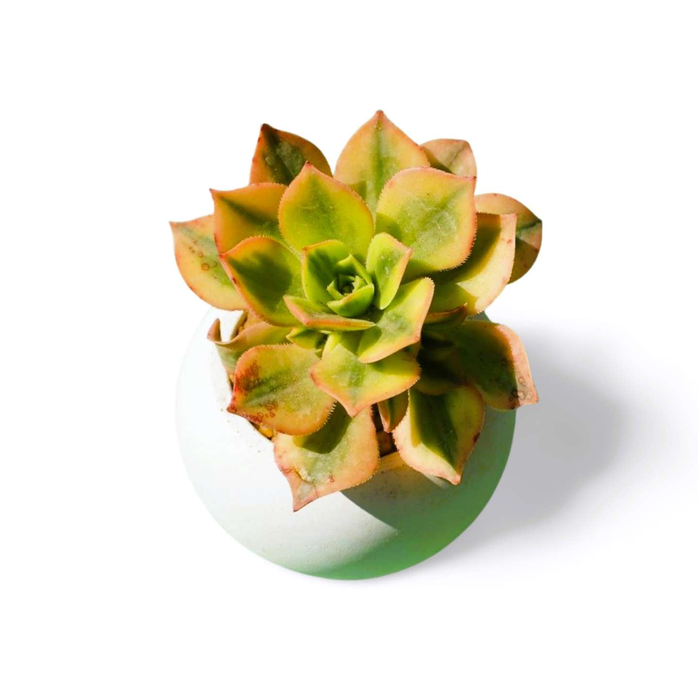 Aeonium starburst - Shalamar Nurseries & LandscapersShalamar Nurseries & Landscapers