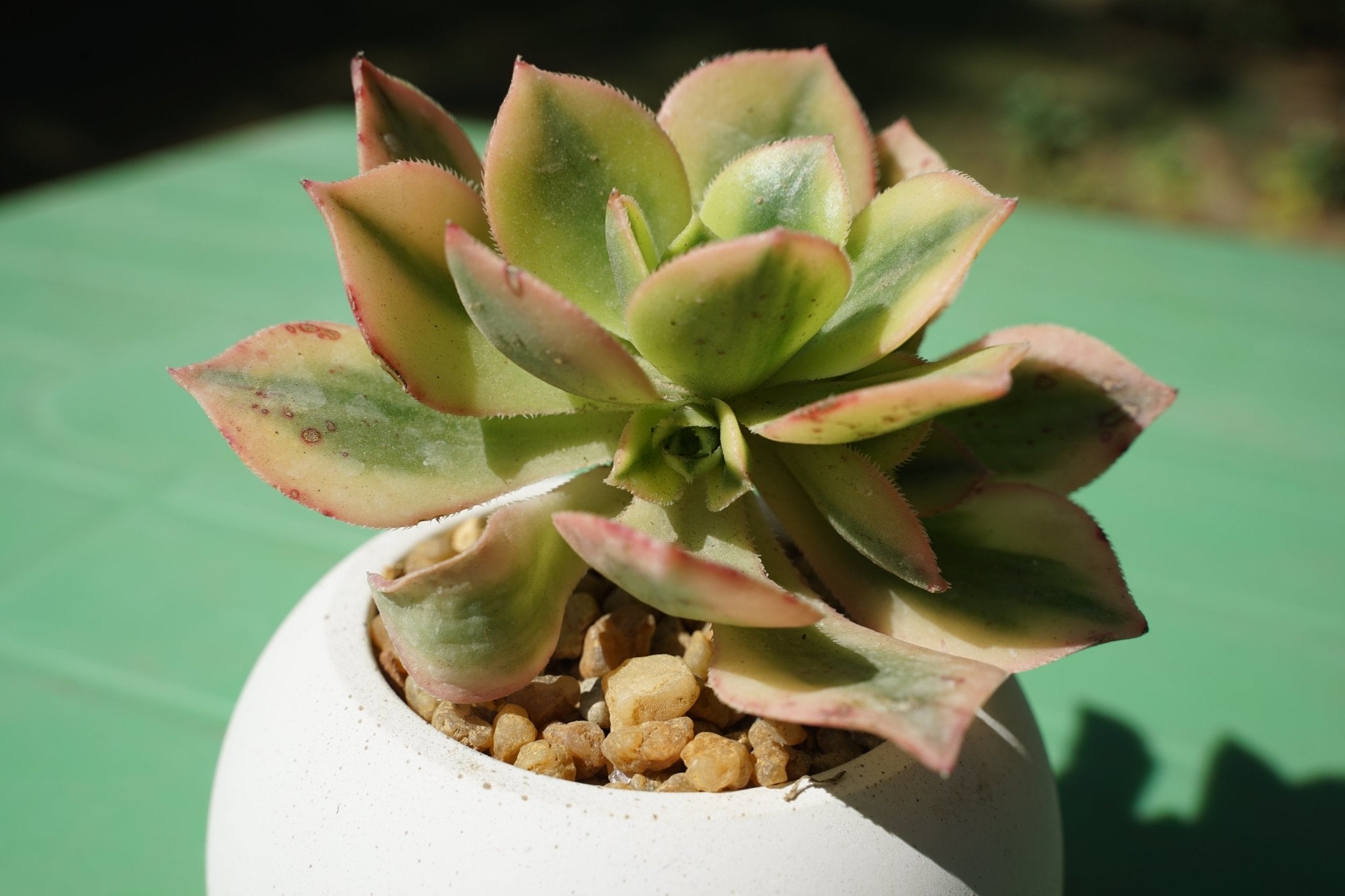 Aeonium starburst - Shalamar Nurseries & LandscapersShalamar Nurseries & Landscapers