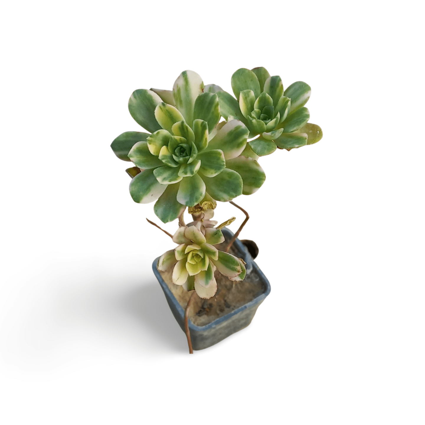 Aeonium White Castello - Shalamar Nurseries & LandscapersShalamar Nurseries & Landscapers