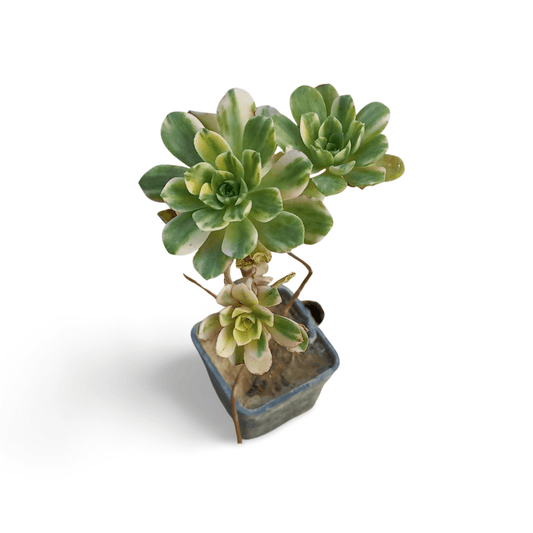 Aeonium White Castello - Shalamar Nurseries & LandscapersShalamar Nurseries & Landscapers