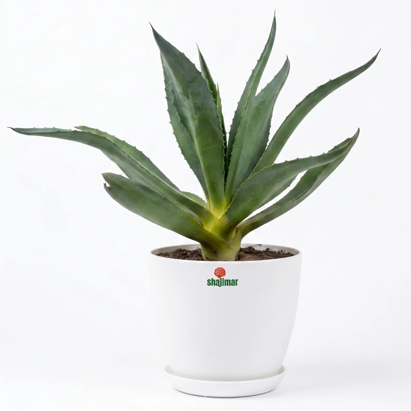 agave in luma pot
