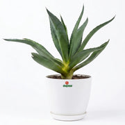 agave in luma pot