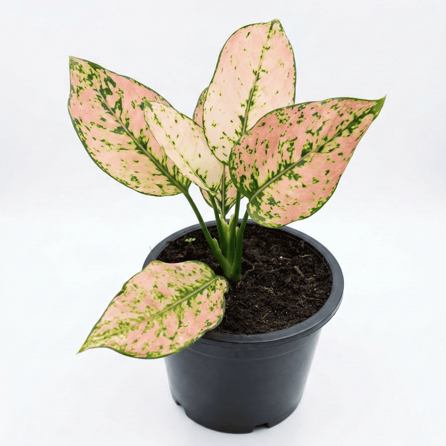 Aglonema Pink Dolphin