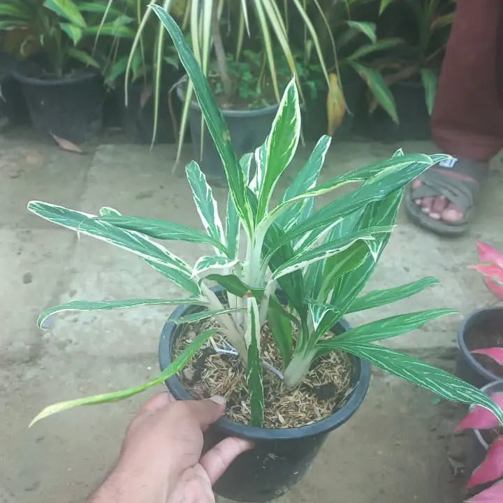 aglonema bamboo shalamarnursery.com