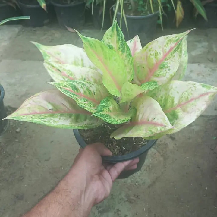 aglonema merlin shalamarnursery.com