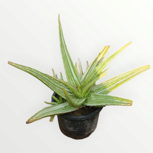 Aloe Variegated - Shalamar Nurseries & LandscapersShalamar Nurseries & Landscapers