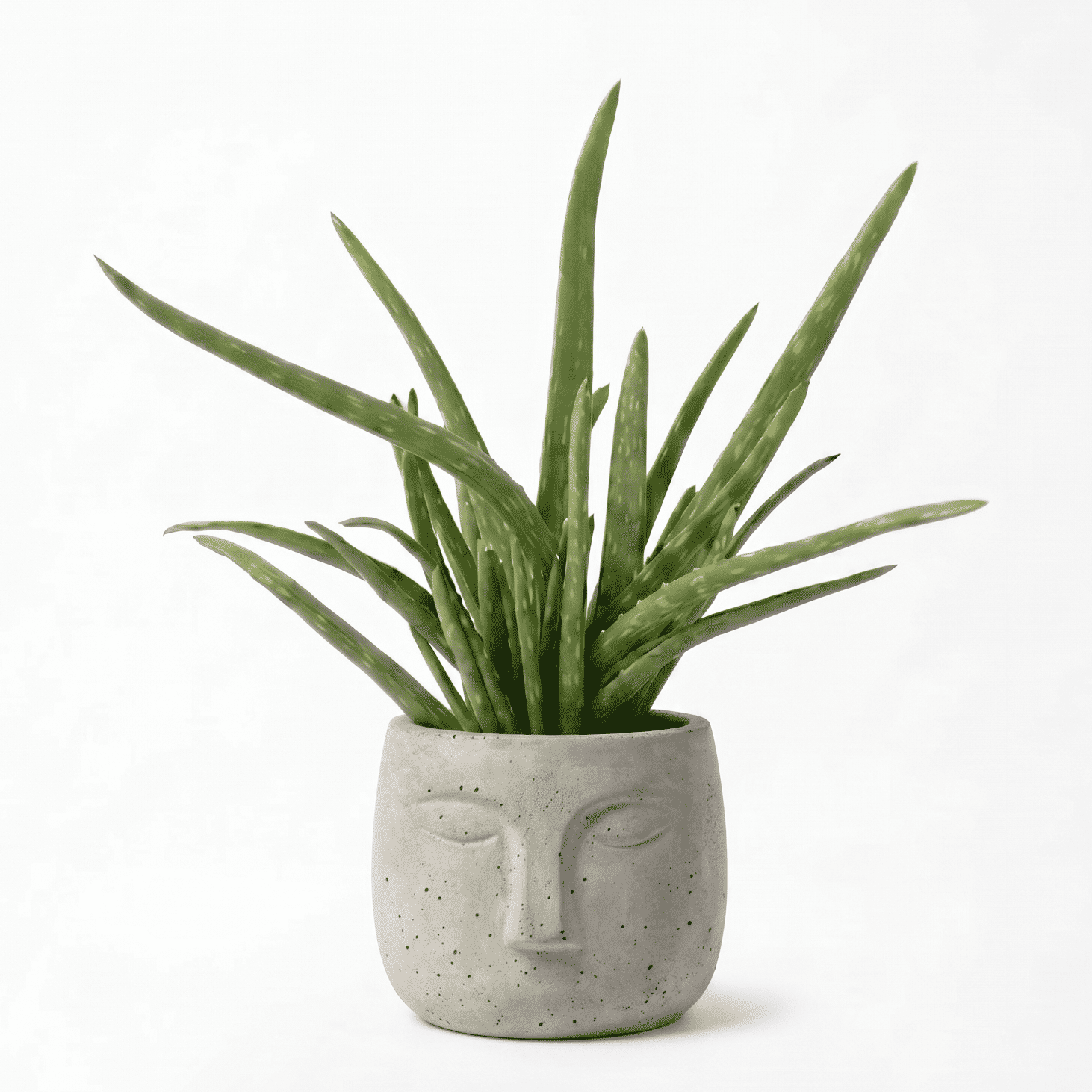 aloe vera in ola pot