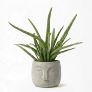 Aloe Vera in OLA Pot