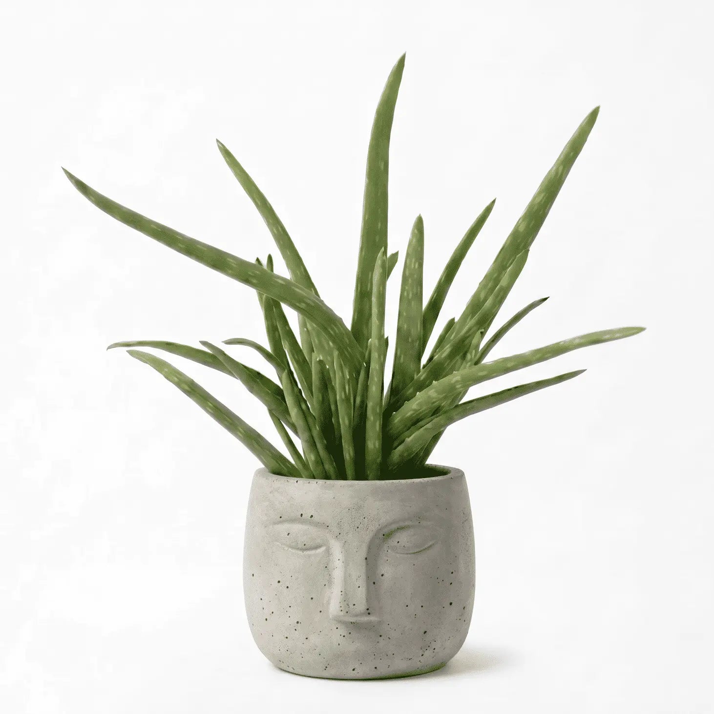 Aloe Vera in OLA Pot