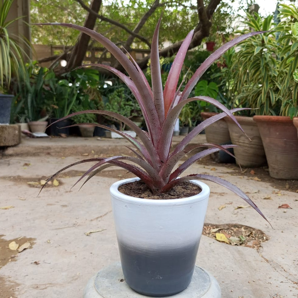 ananas in self watering pot