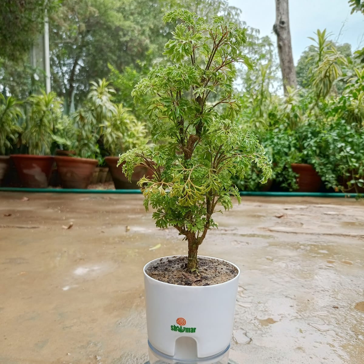 aralia dwarf self watering pot