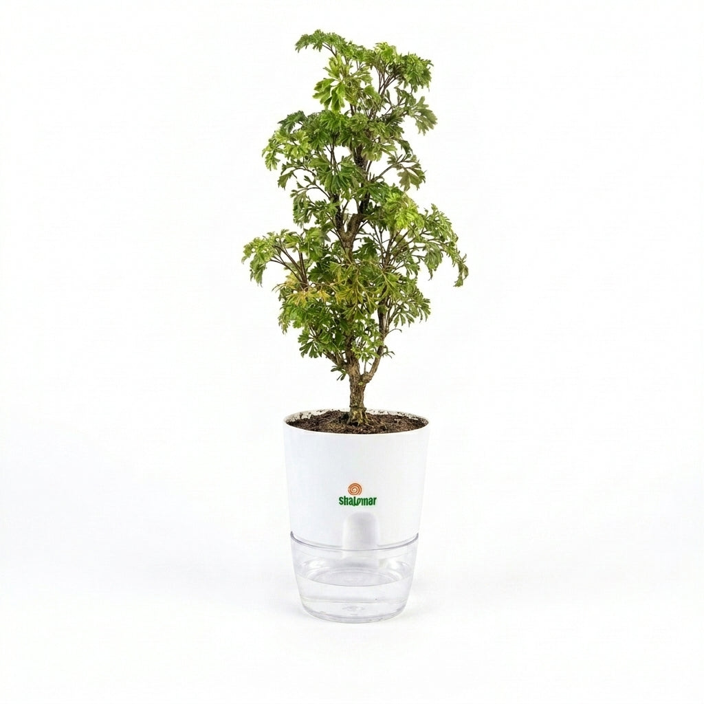 aralia dwarf self watering pto