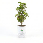 aralia dwarf self watering pto