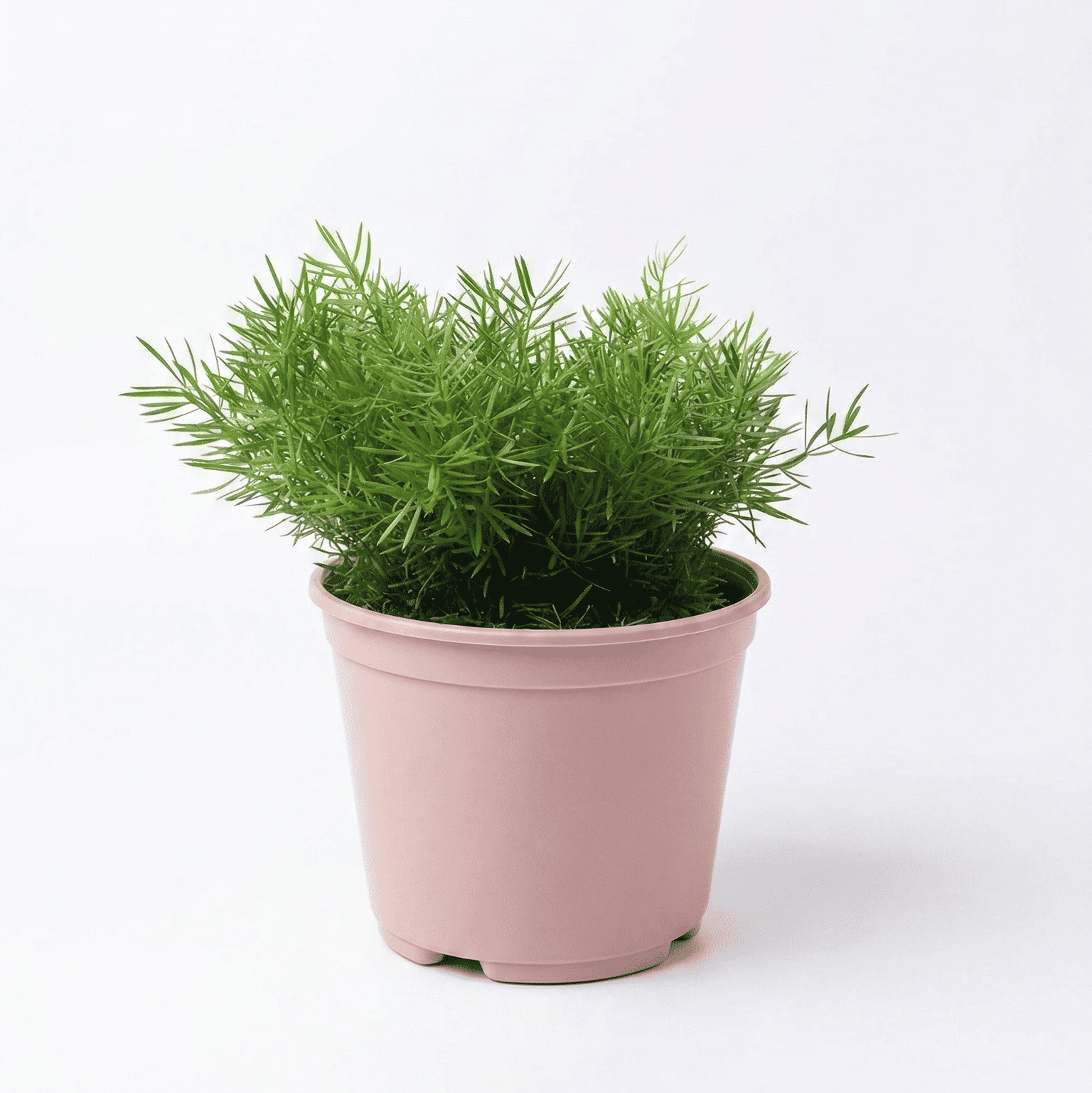 asparagus fern shalamar