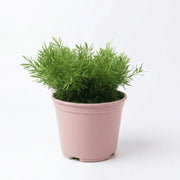 Asparagus Dwarf in Mist Pot - Shalamar Nurseries & Landscapers