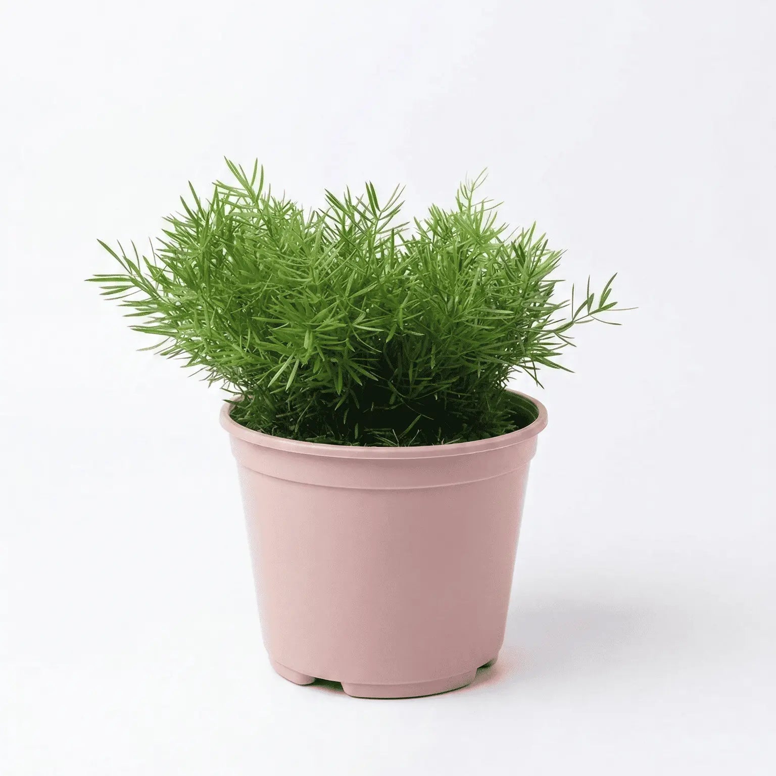 Asparagus Dwarf in Mist Pot - Shalamar Nurseries & Landscapers