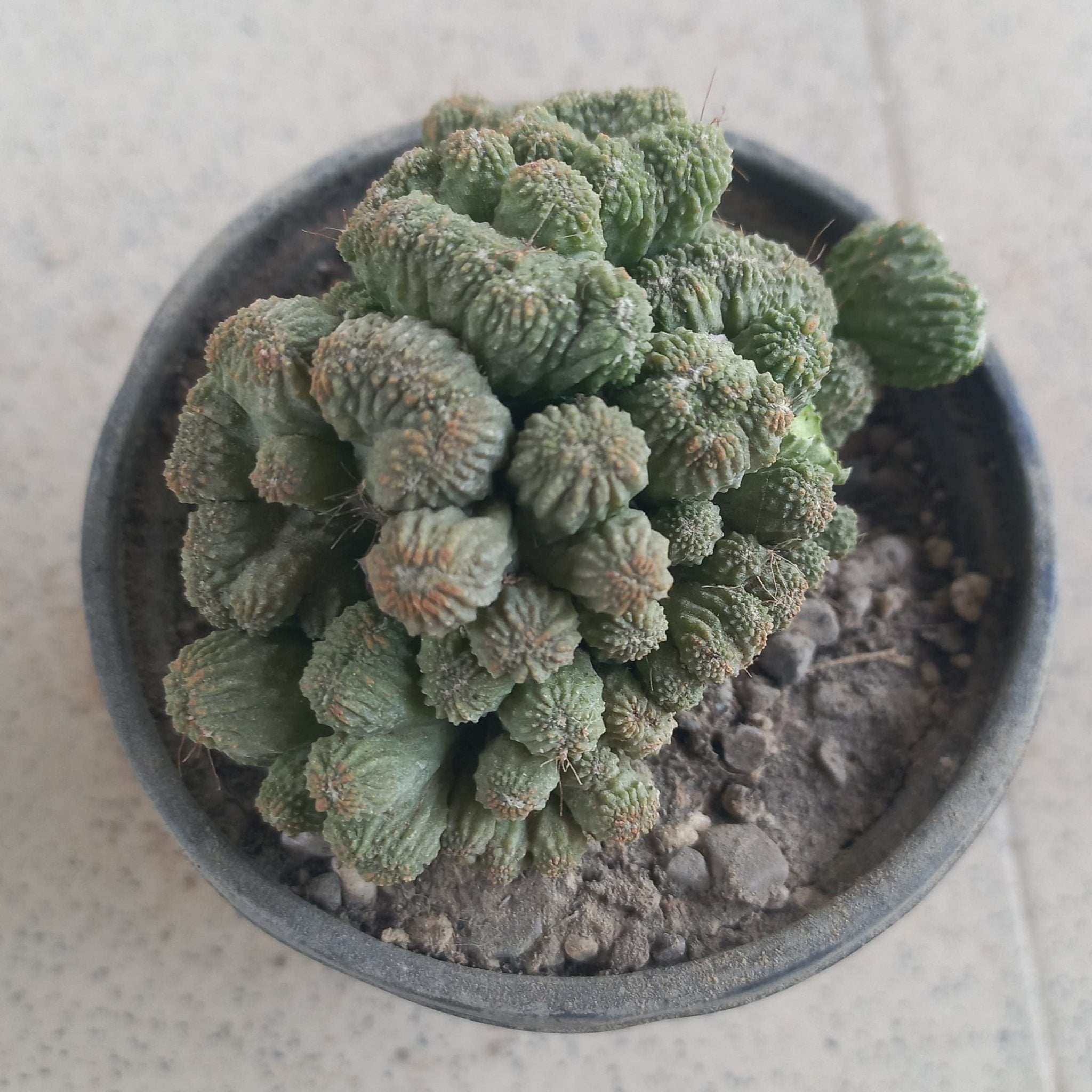 Aztekium ritteri - Shalamar Nurseries & LandscapersShalamar Nurseries & Landscapers