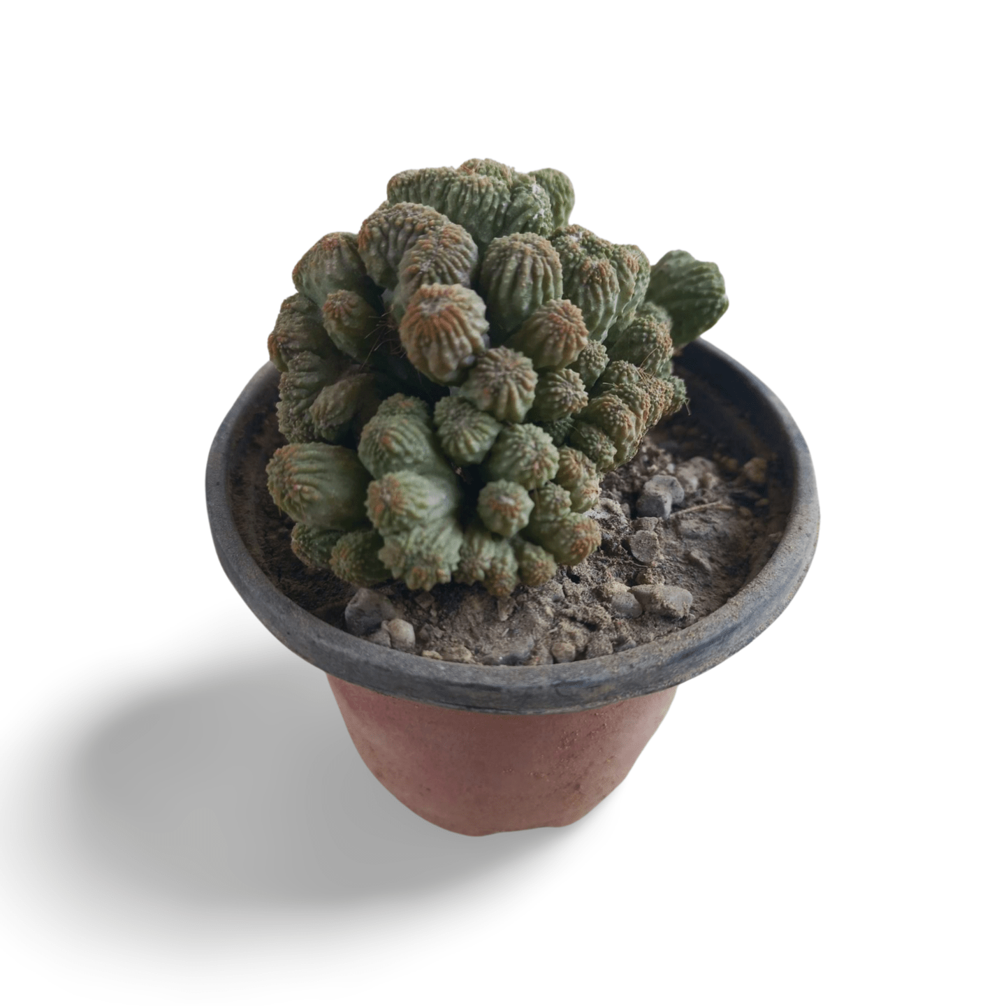 Aztekium ritteri - Shalamar Nurseries & LandscapersShalamar Nurseries & Landscapers