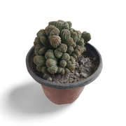 Aztekium ritteri - Shalamar Nurseries & LandscapersShalamar Nurseries & Landscapers