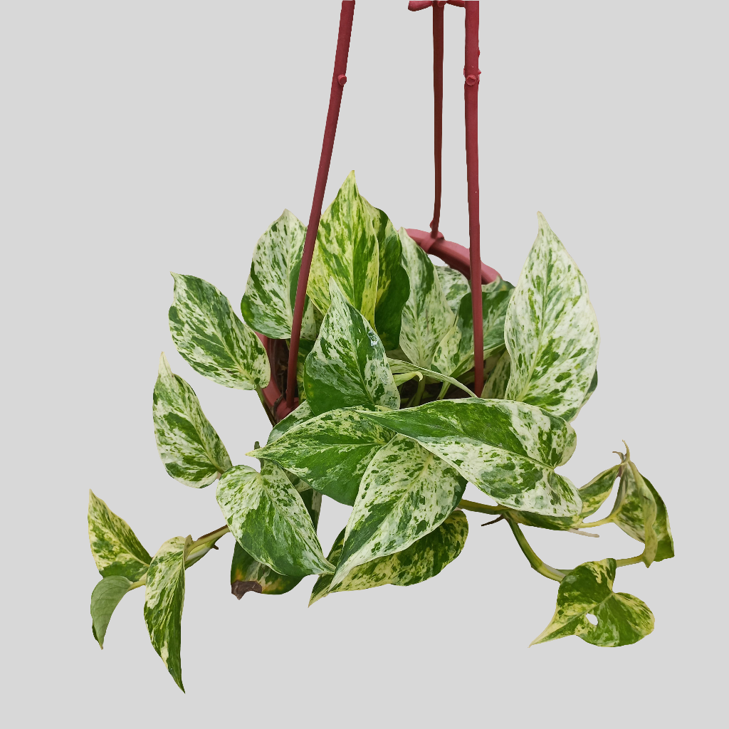 Pothos (Money Plant) Marble Queen in Hanging Basket