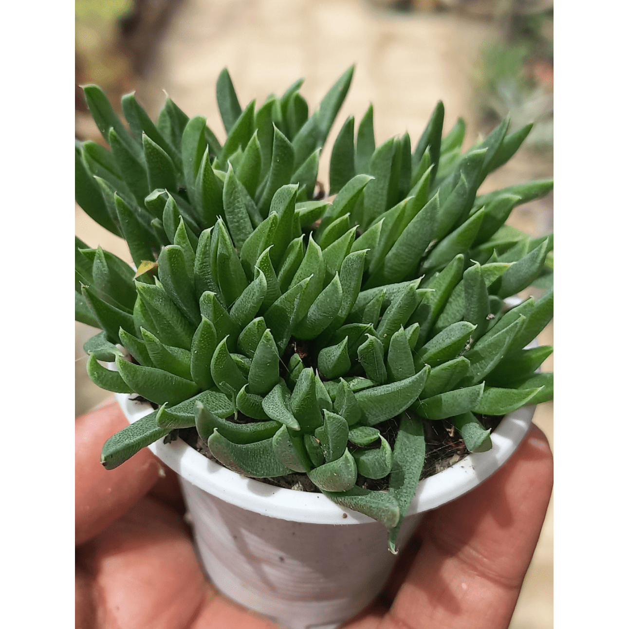 Bergeranthus - Shalamar Nurseries & LandscapersShalamar Nurseries & Landscapers