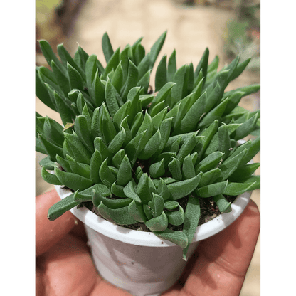 Bergeranthus - Shalamar Nurseries & LandscapersShalamar Nurseries & Landscapers