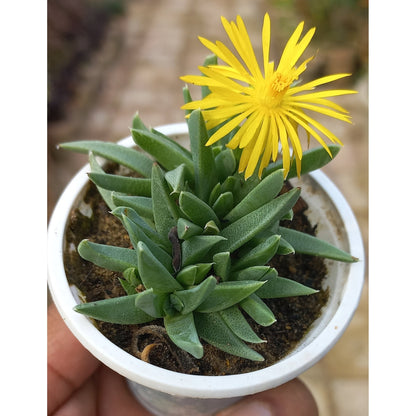 Bergeranthus - Shalamar Nurseries & LandscapersShalamar Nurseries & Landscapers