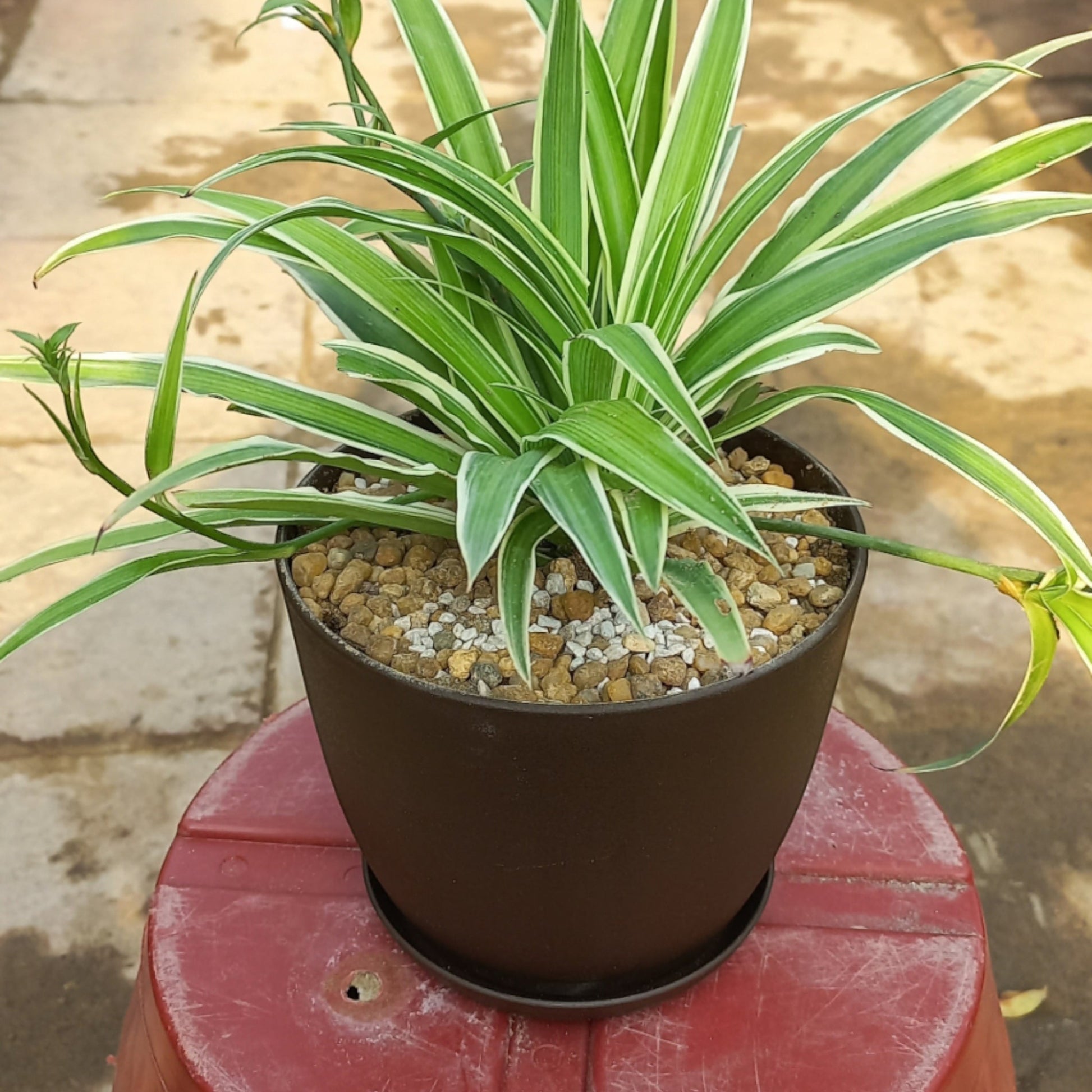 Big 3 Deal Indoor Plants with high grade pots - Shalamar Nurseries & LandscapersShalamar Nurseries & Landscapers