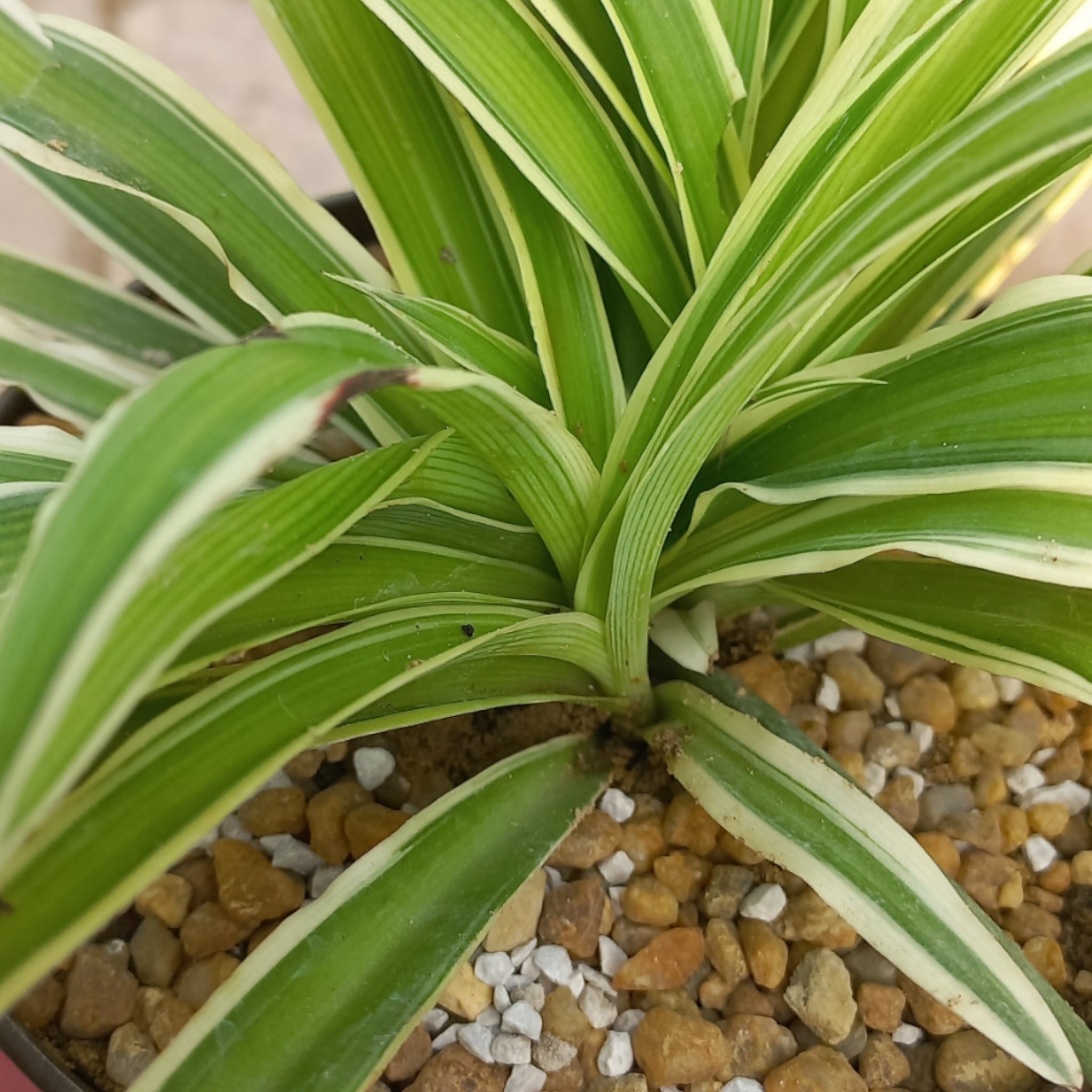 Big 3 Deal Indoor Plants with high grade pots - Shalamar Nurseries & LandscapersShalamar Nurseries & Landscapers