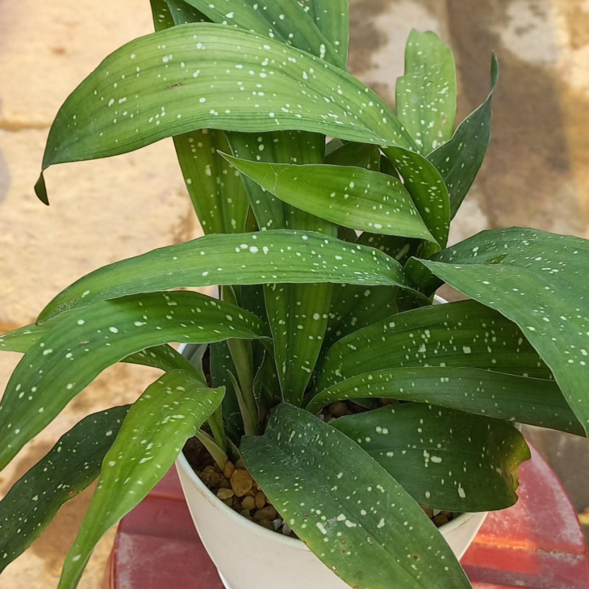 Big 3 Deal Indoor Plants with high grade pots - Shalamar Nurseries & LandscapersShalamar Nurseries & Landscapers