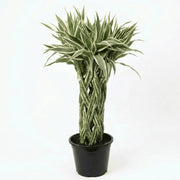 Lucky Bamboo Braided Large - Shalamar Nurseries & Landscapers