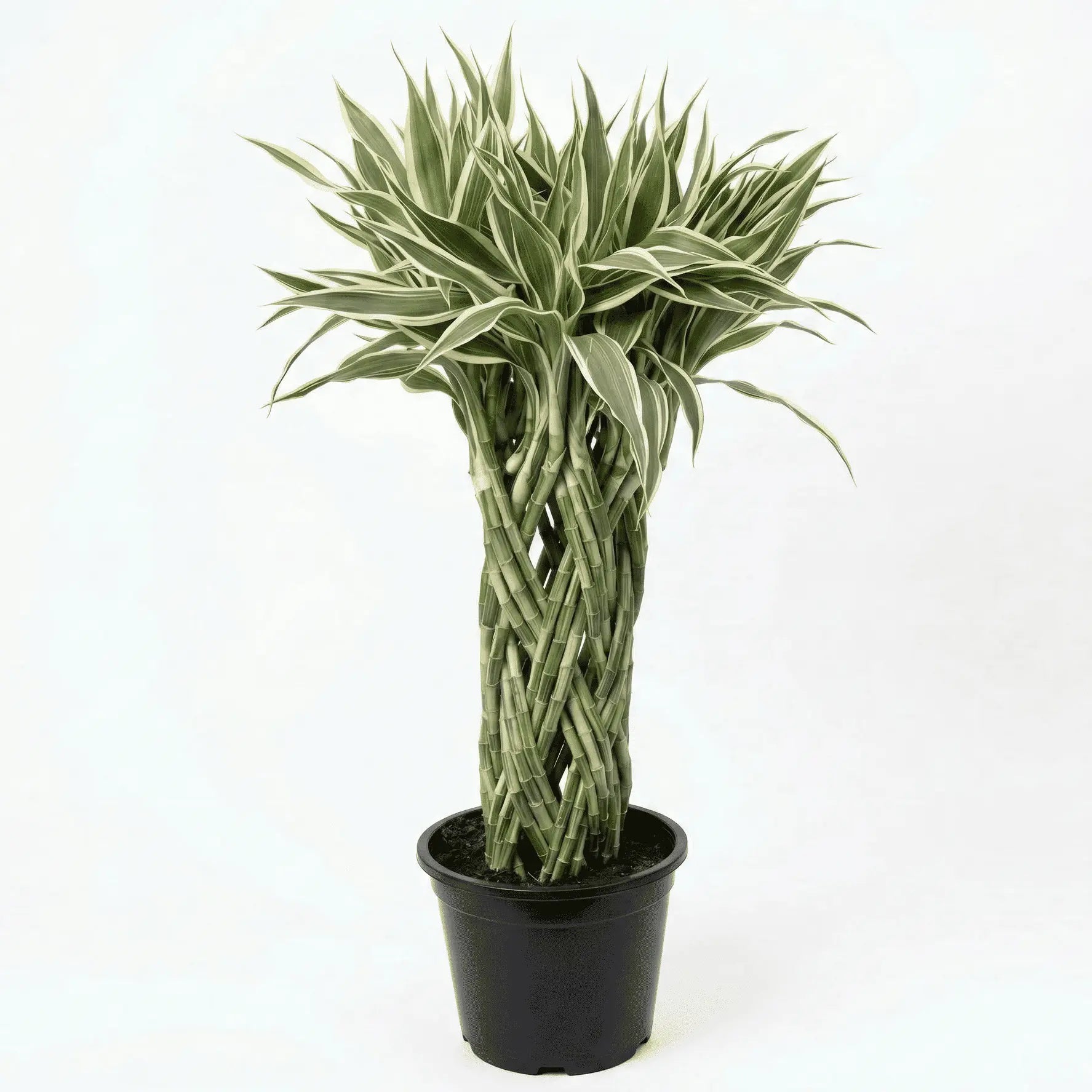 Lucky Bamboo Braided Large - Shalamar Nurseries & Landscapers