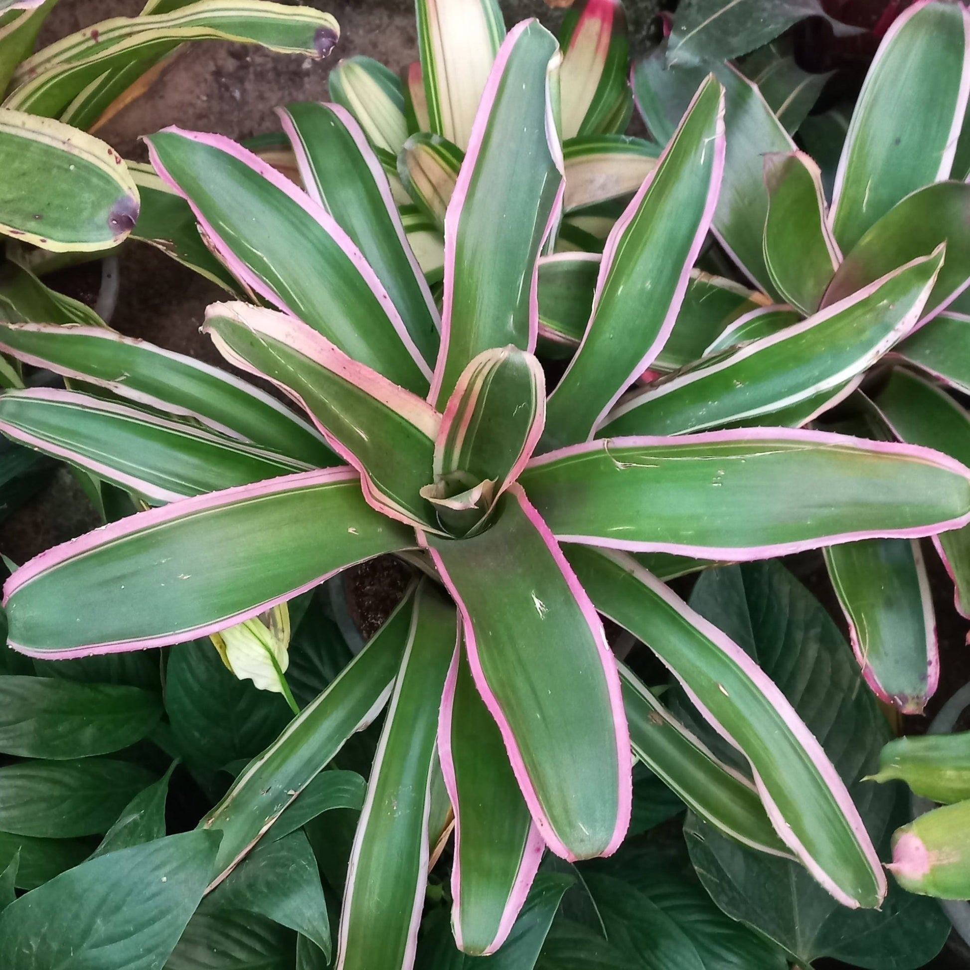 Bromeliad - Shalamar Nurseries & LandscapersShalamar Nurseries & Landscapers