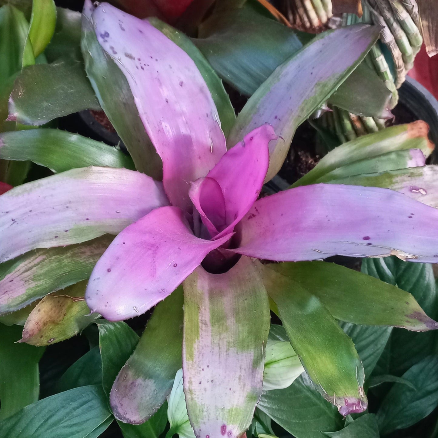 Bromeliad - Shalamar Nurseries & LandscapersShalamar Nurseries & Landscapers