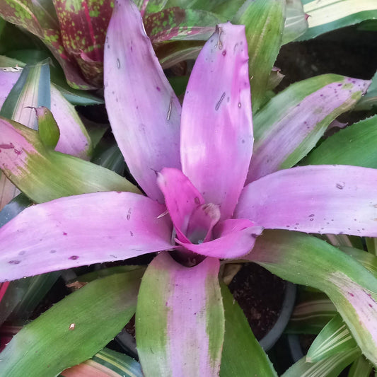 Bromeliad - Shalamar Nurseries & LandscapersShalamar Nurseries & Landscapers
