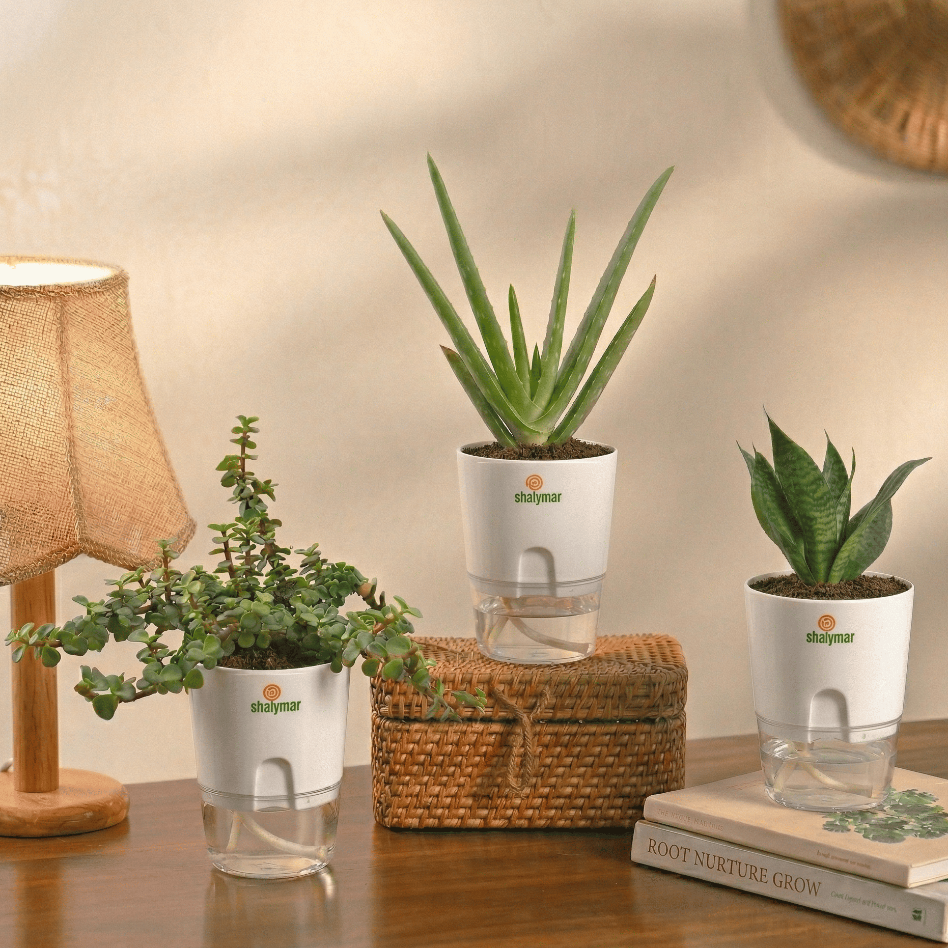 Set of 3 - Low Care Plants Snake, Jade & Aloevera