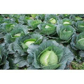 Cabbage - Shalamar Nurseries & LandscapersShalamar Nurseries & Landscapers