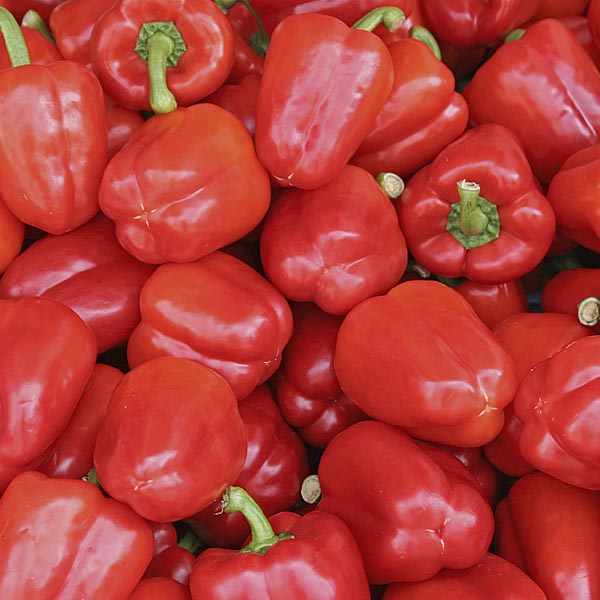 Capsicum red