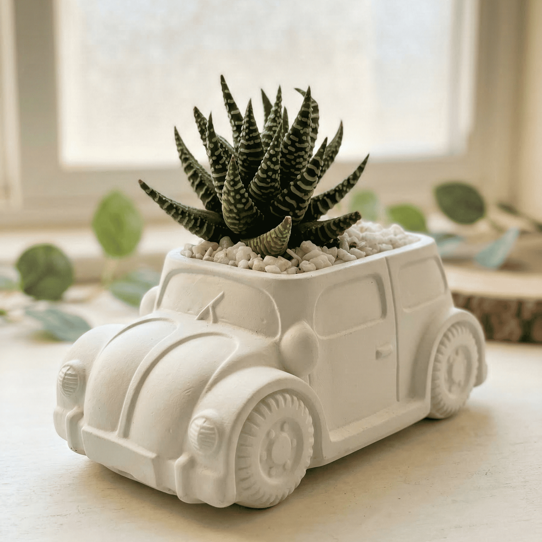 Haworthia Zebra in Car Pot