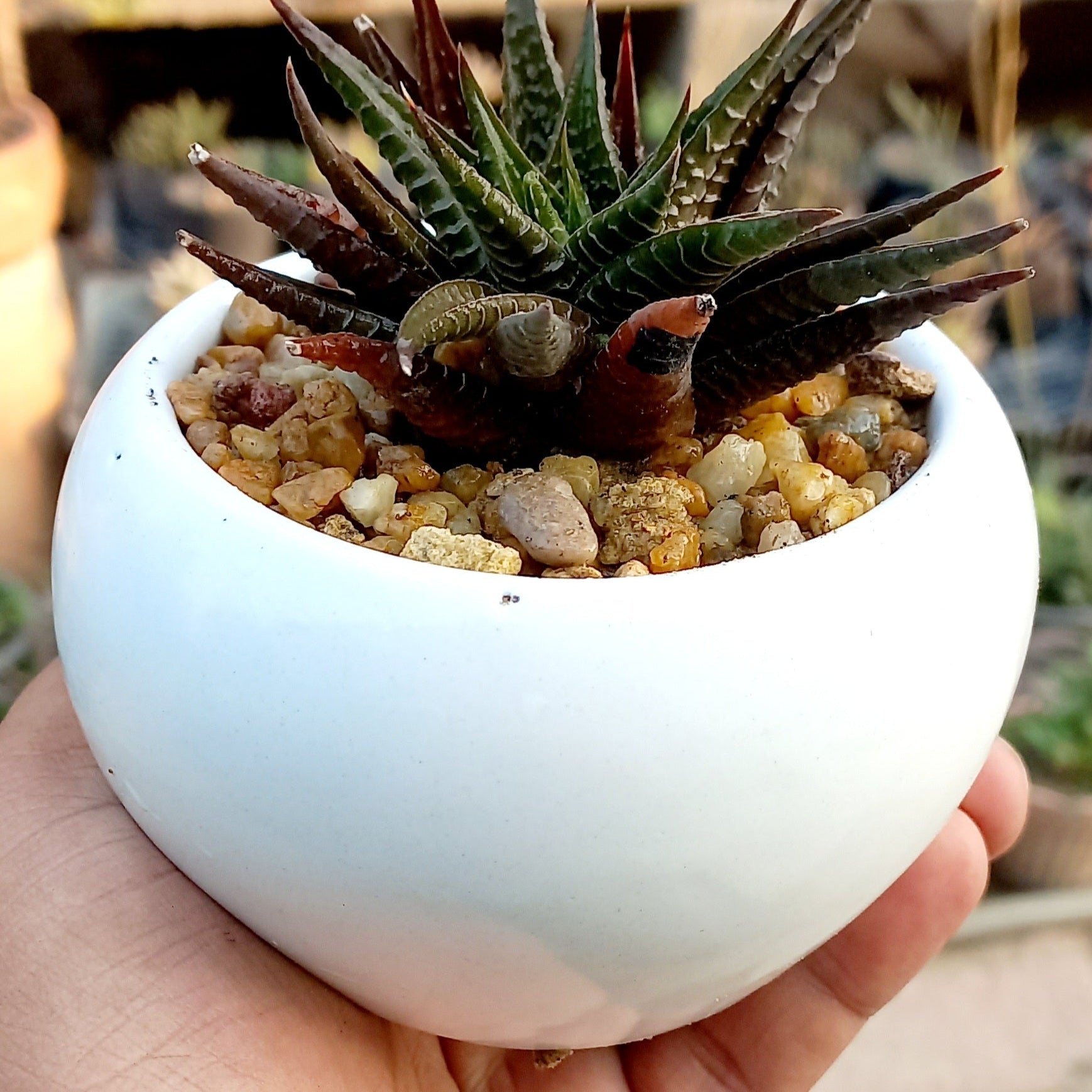 Cermaic pot for succulents - Shalamar Nurseries & LandscapersShalamar Nurseries & Landscapers