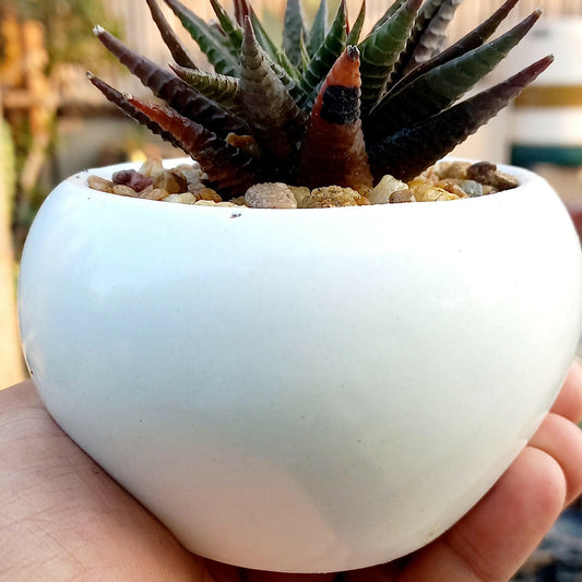 Cermaic pot for succulents - Shalamar Nurseries & LandscapersShalamar Nurseries & Landscapers