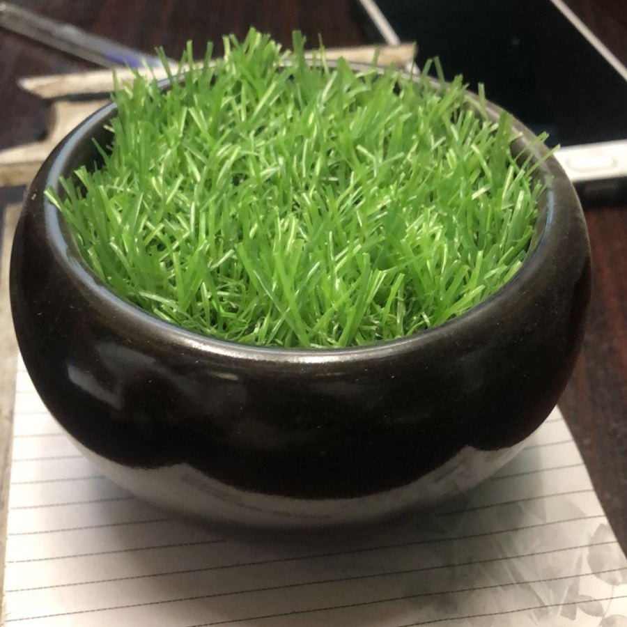 Cermaic pot for succulents - Shalamar Nurseries & LandscapersShalamar Nurseries & Landscapers